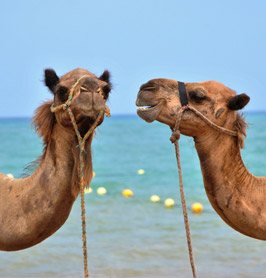 Camels in Egypt
